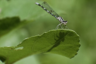 A close-up of a dragonfly perched on a green leaf with a soft-focus natural background.