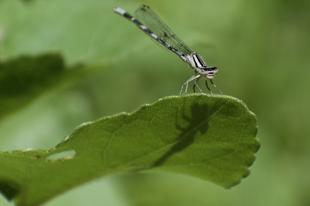 A close-up of a dragonfly perched on a green leaf with a soft-focus natural background.