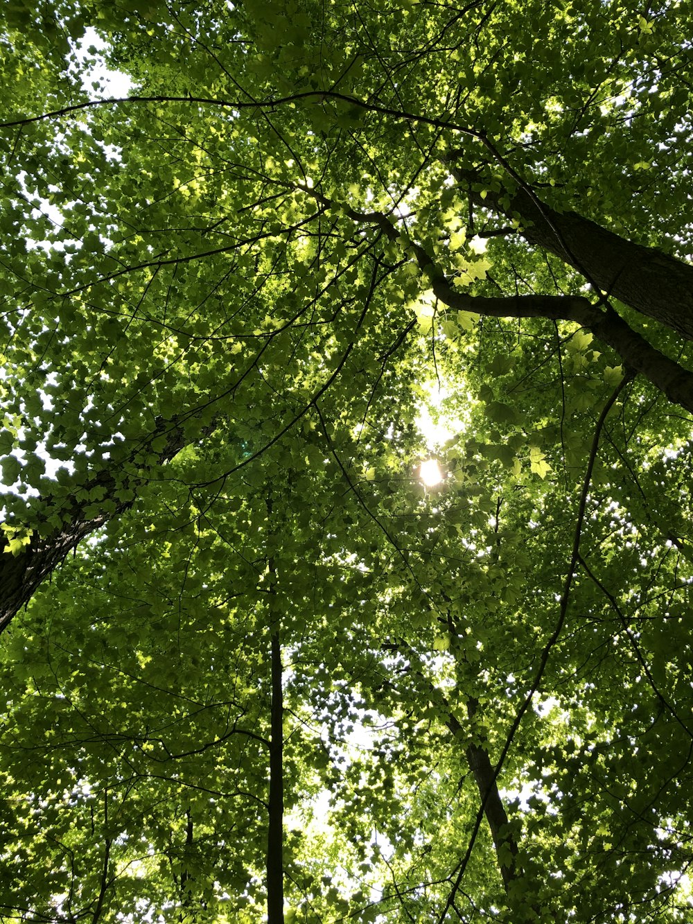 green leaf trees during daytime