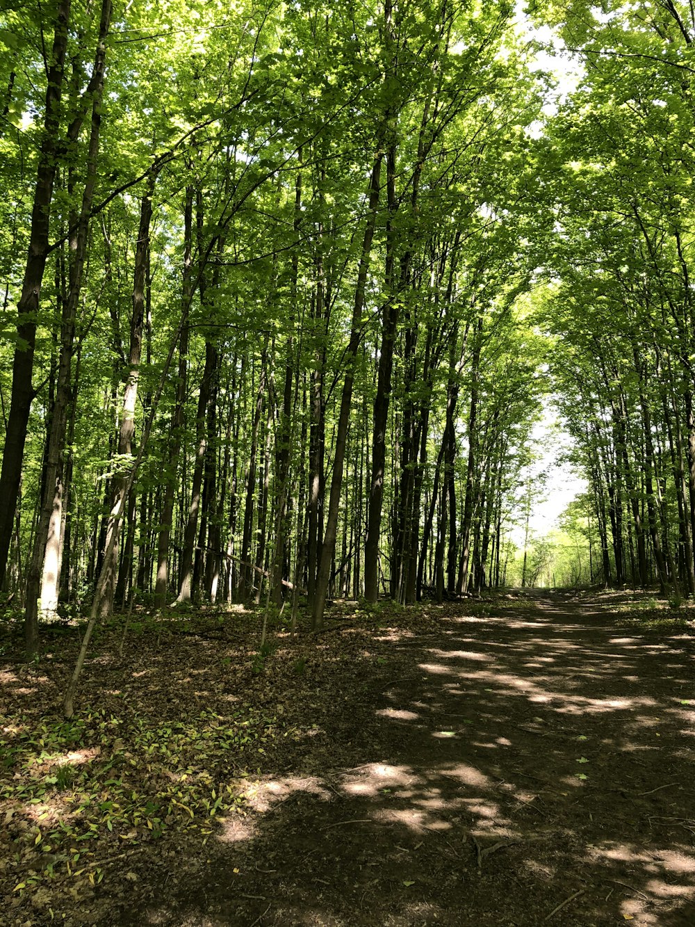 green trees on brown soil