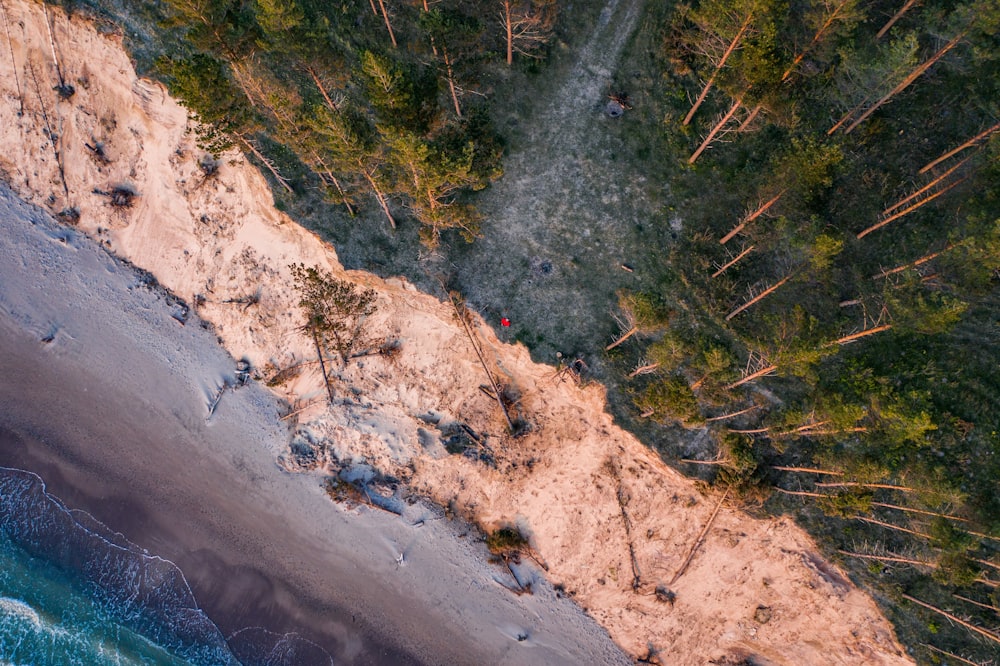 green and brown trees on brown sand