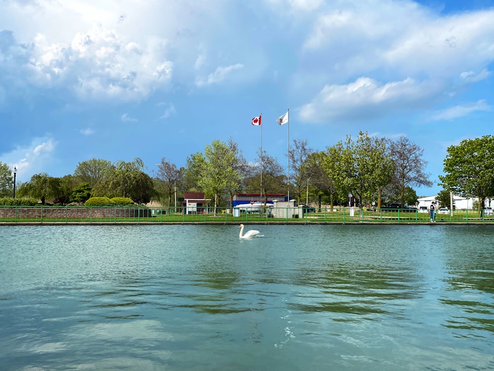 green trees near body of water under blue sky during daytime