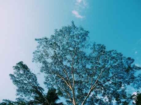 Sunlit oak tree branches gently swaying against a clear blue sky.