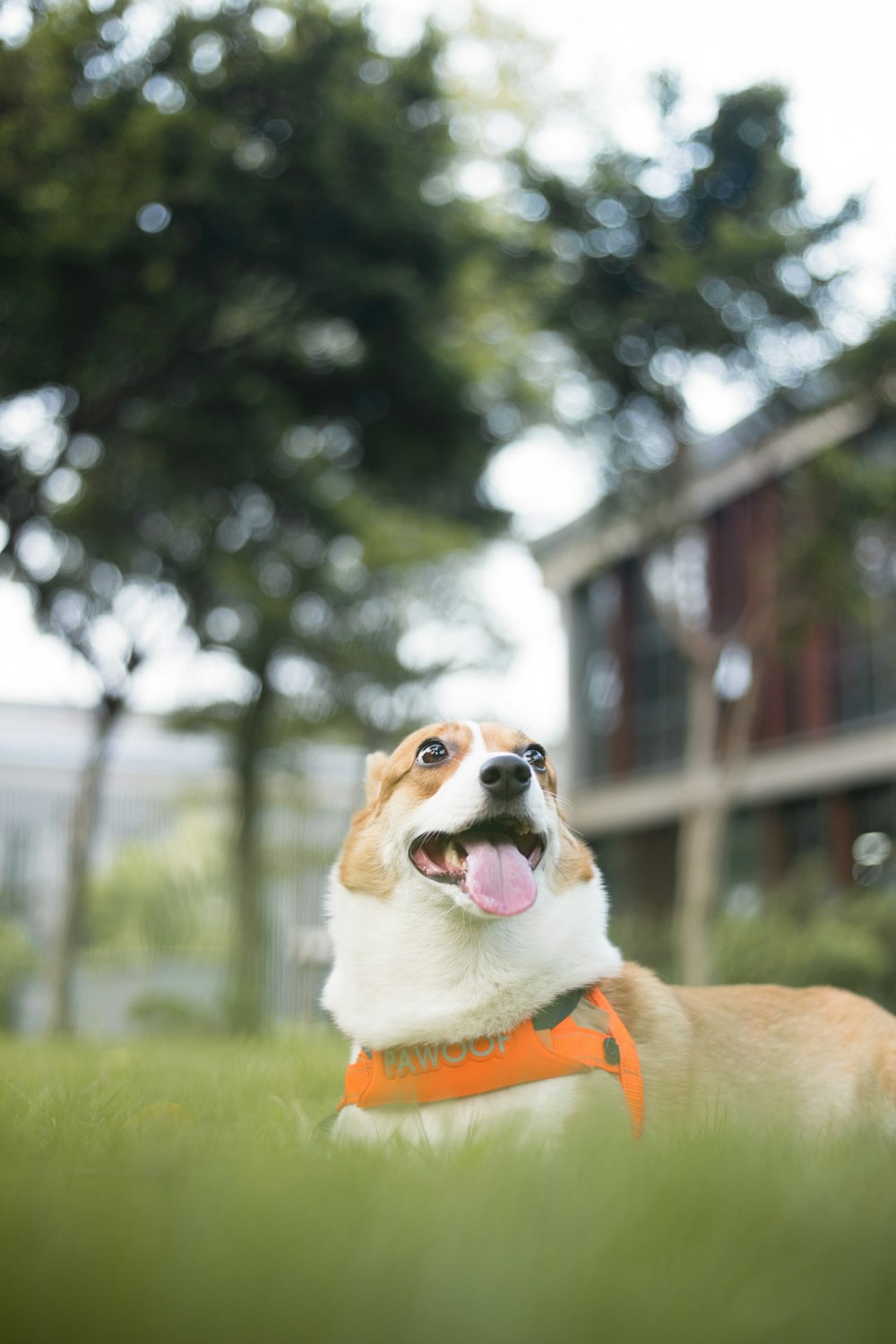 brown and white short coated dog with green collar