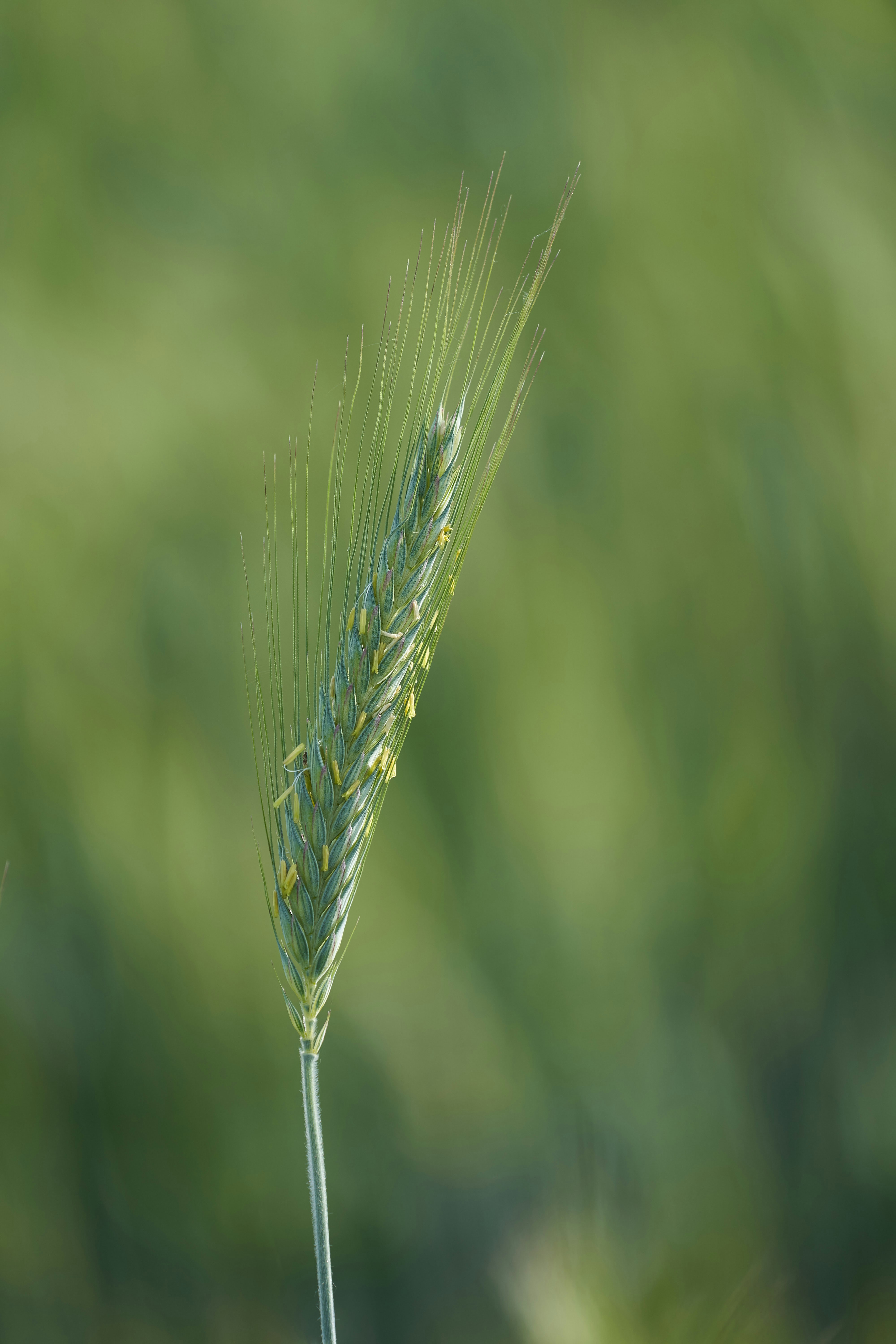 Photo by wolfgang_hasselmann