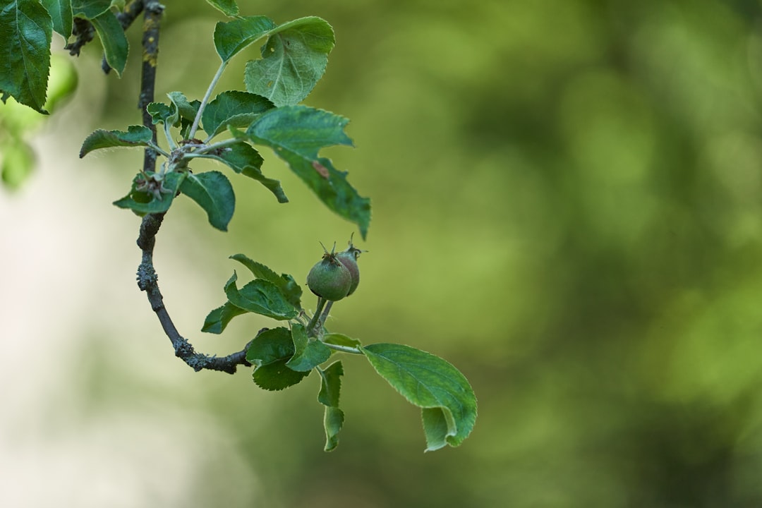 green leaves in tilt shift lens