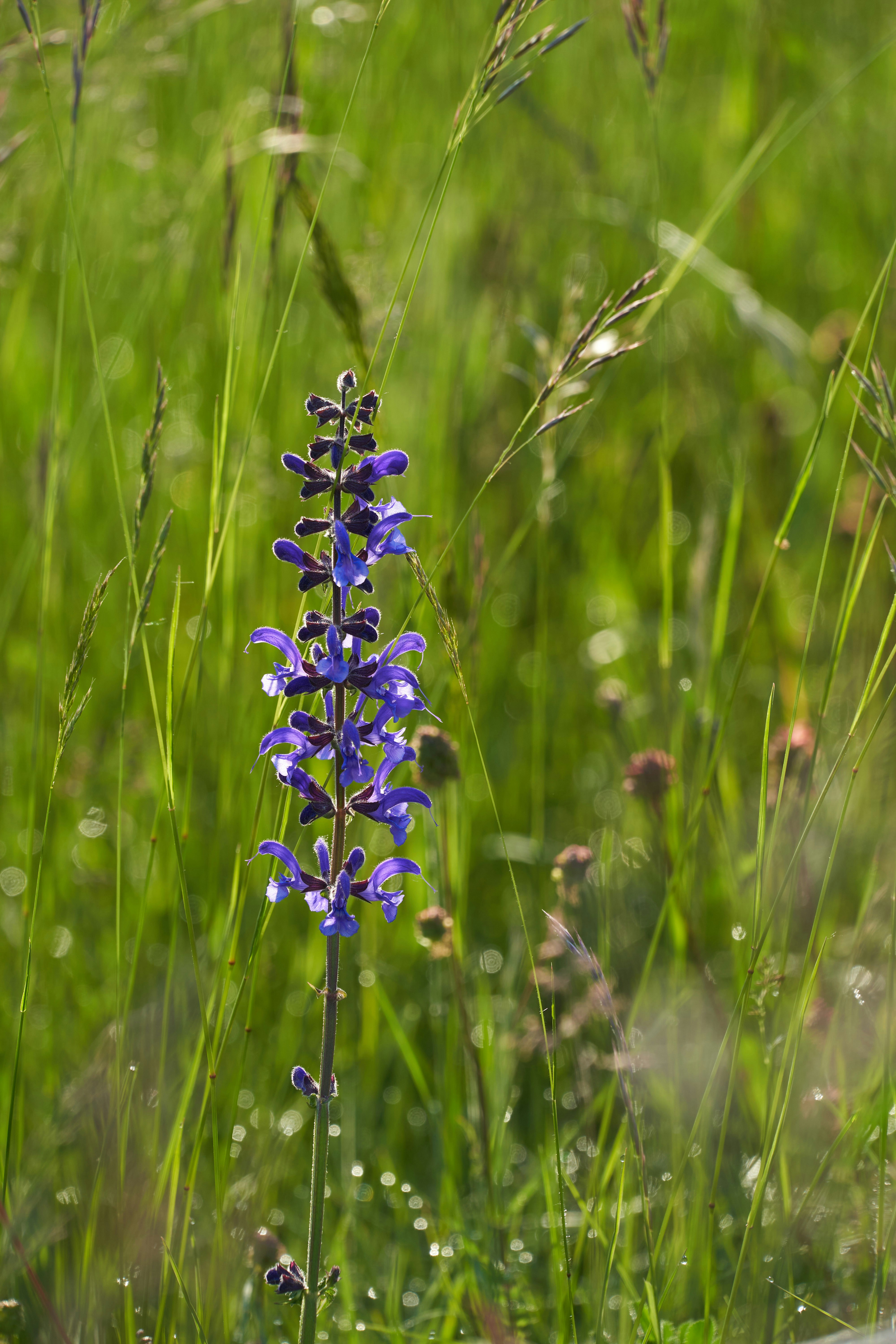 Photo by wolfgang_hasselmann