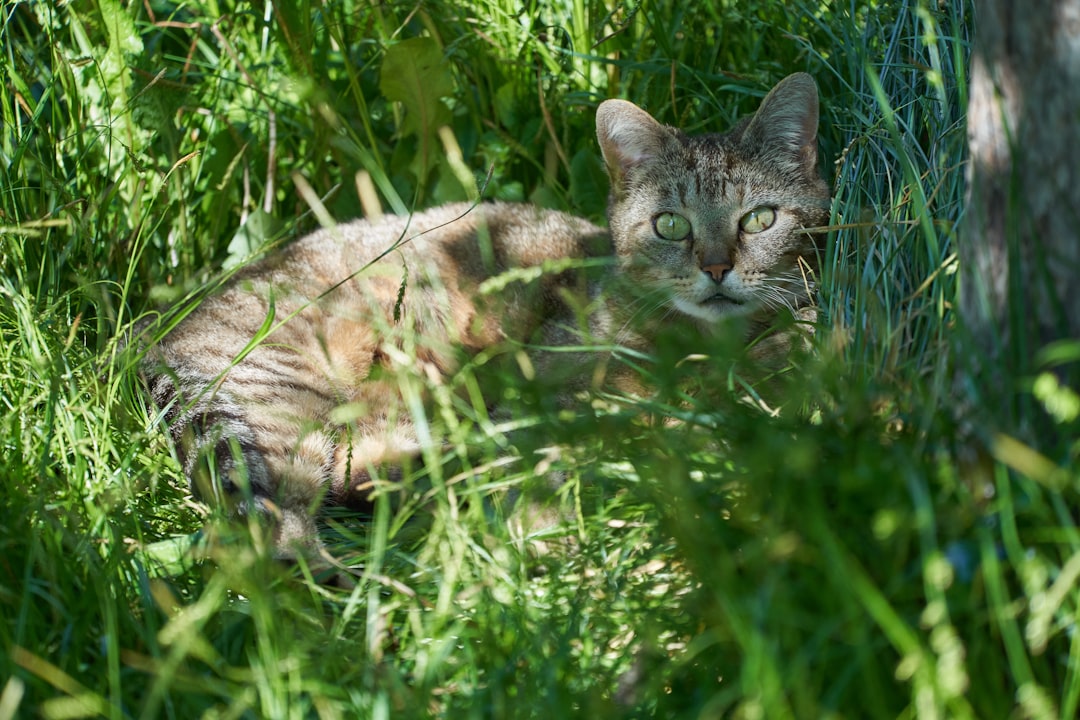 brown tabby cat on green grass during daytime