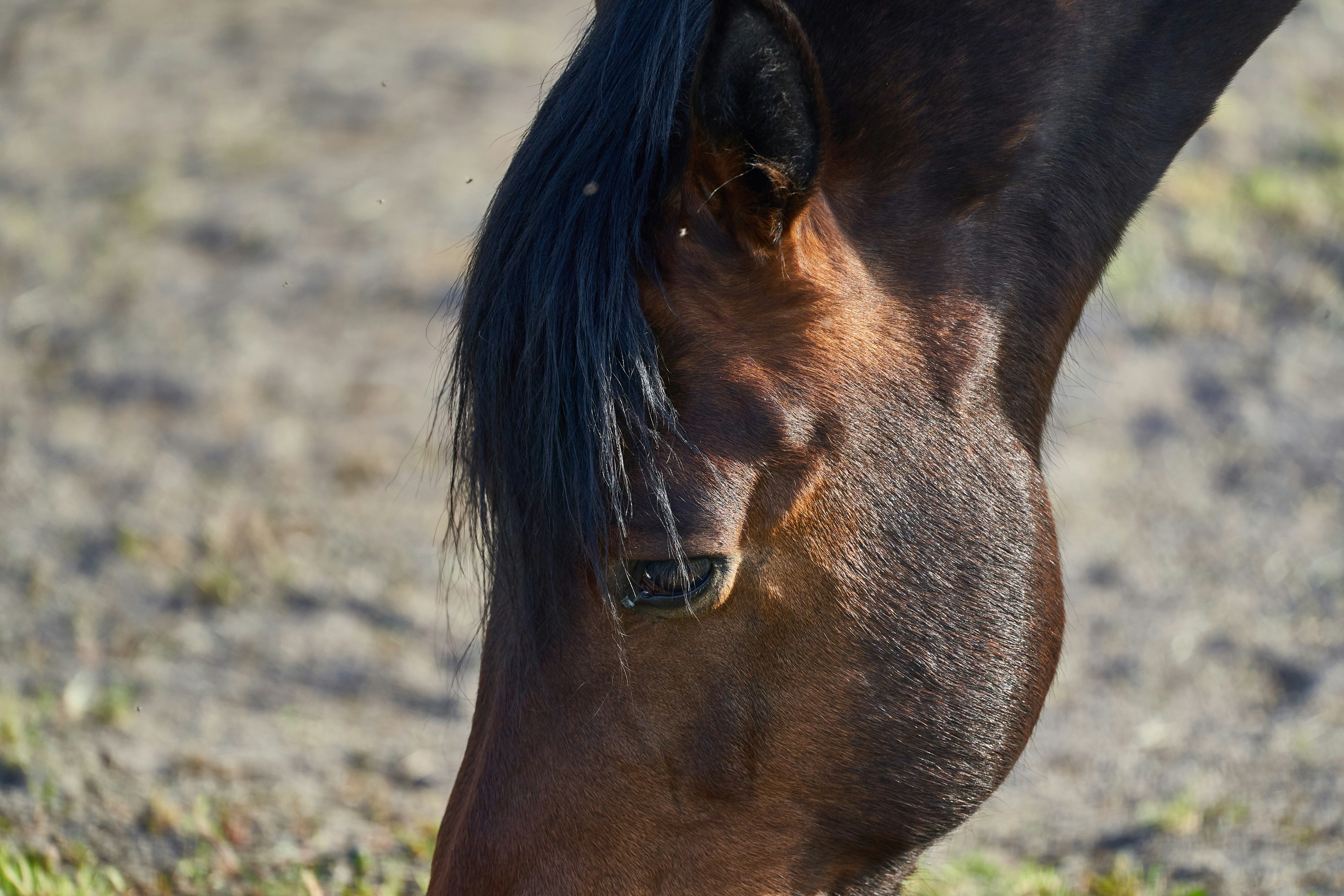 Photo by wolfgang_hasselmann