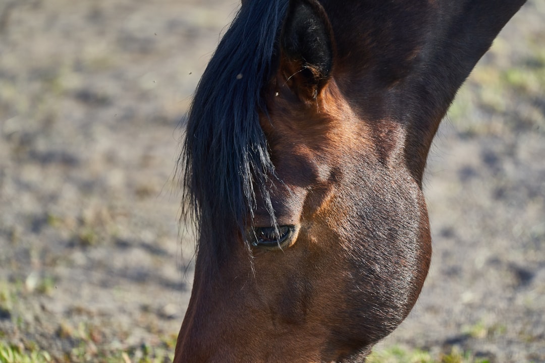 brown horse on brown grass field during daytime