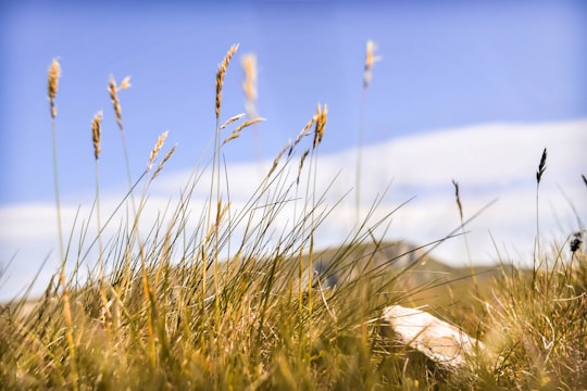 brown grass under blue sky during daytime in Bucegi Romania