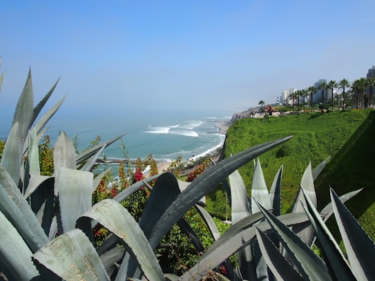 A coastline with vibrant greenery and agave plants in the foreground. In the distance, the ocean waves crash against the rocky shore. On the horizon, buildings and palm trees line the cliff, adding an urban touch to the natural landscape.