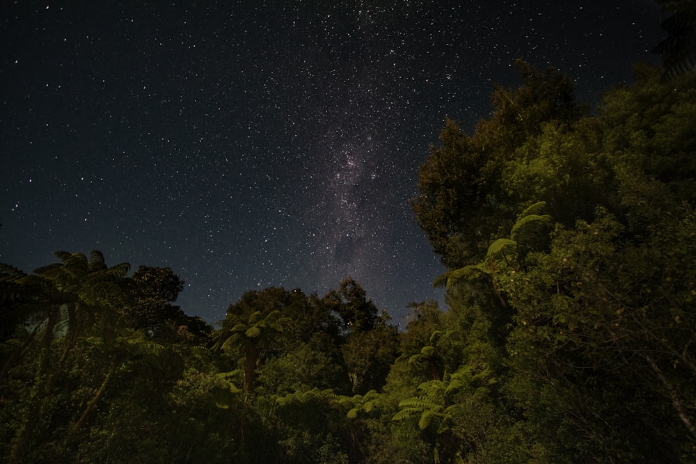 árvores verdes sob a noite estrelada