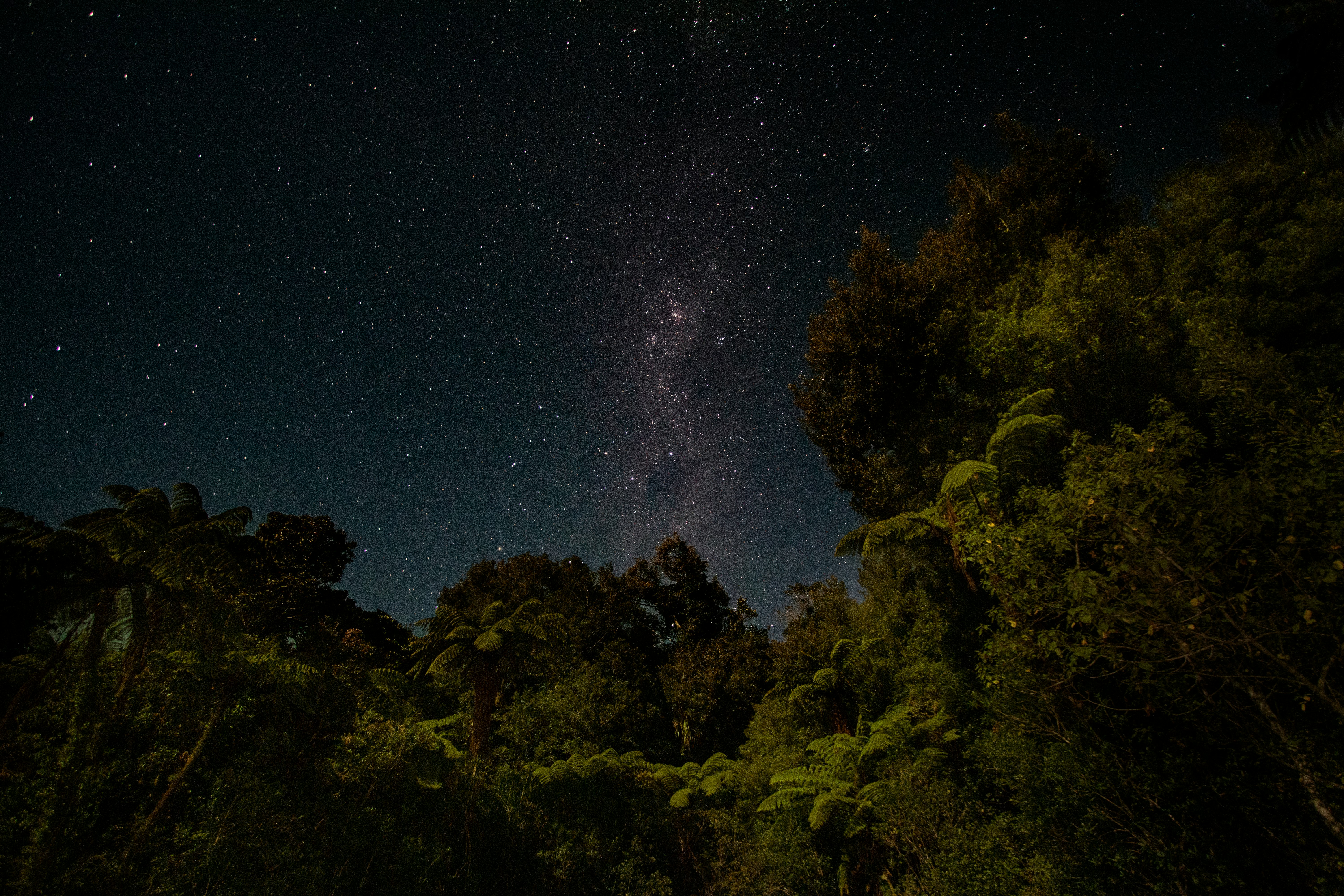 green trees under starry night