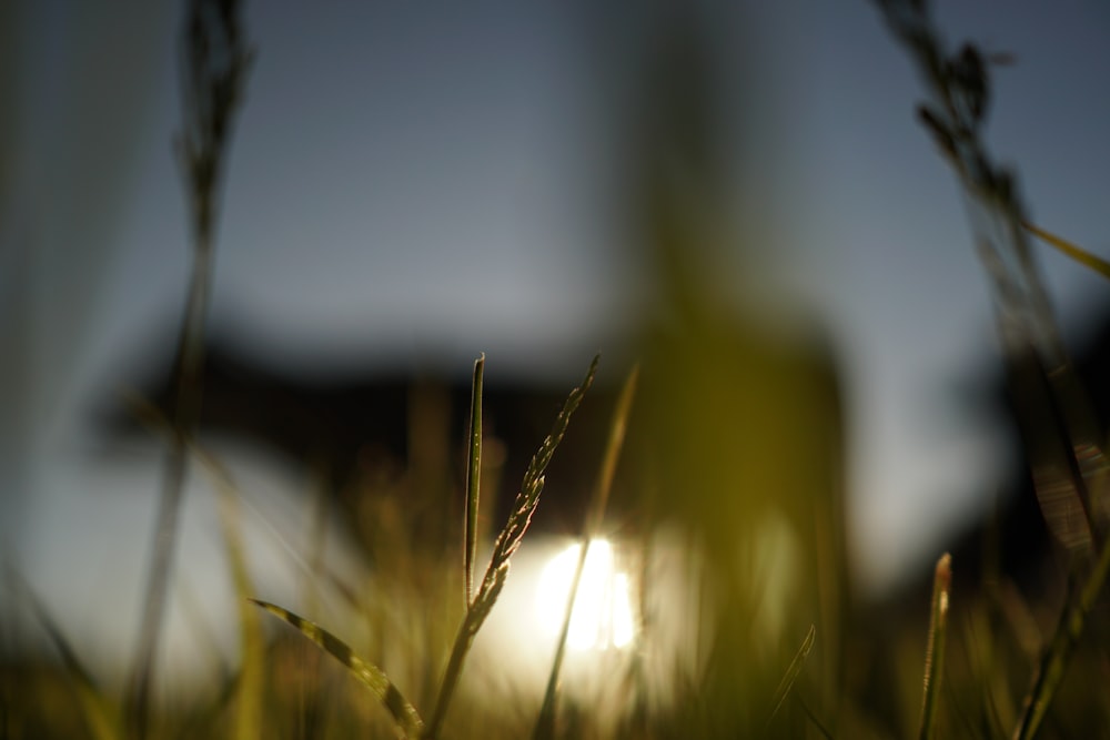 green grass during golden hour
