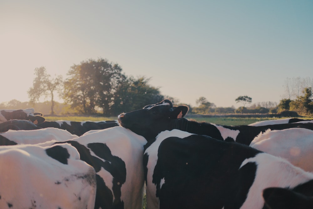 black and white cow on green grass field during daytime