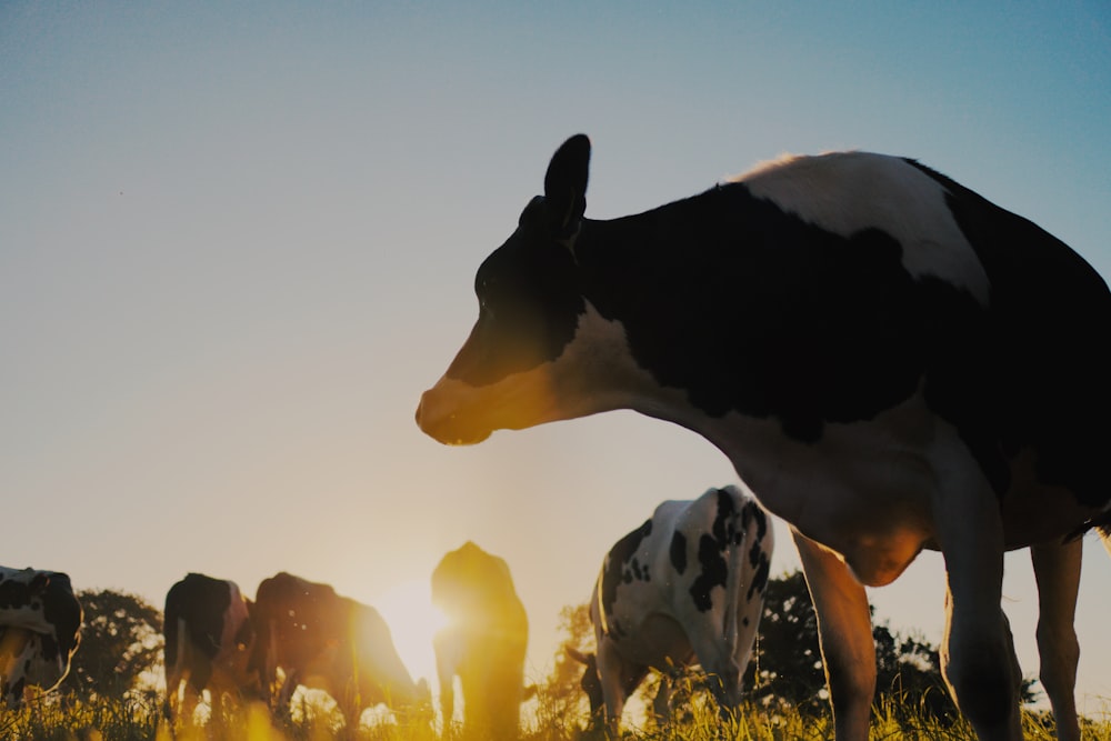 black and white cow on yellow flower field during sunset