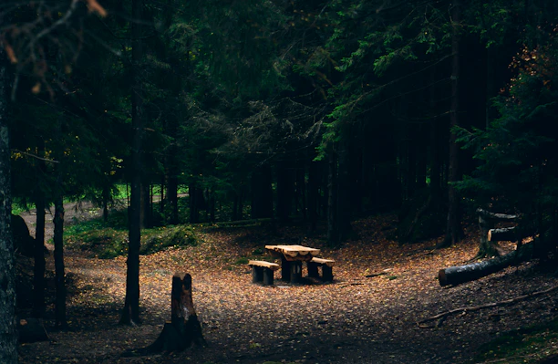 A rustic wooden table set up in a sunlit forest clearing, surrounded by camping gear.