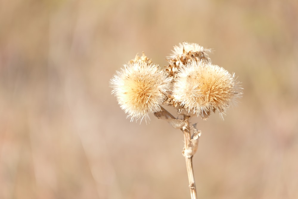 white and brown flower in tilt shift lens