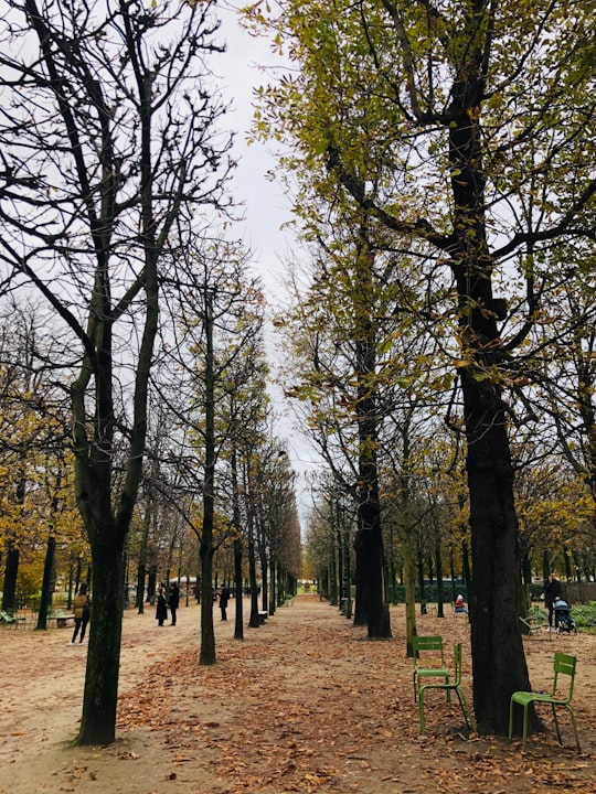 brown trees on green grass field during daytime in Tuileries Garden France