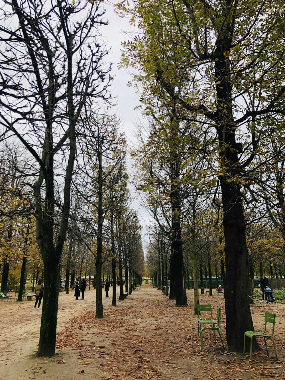 brown trees on green grass field during daytime