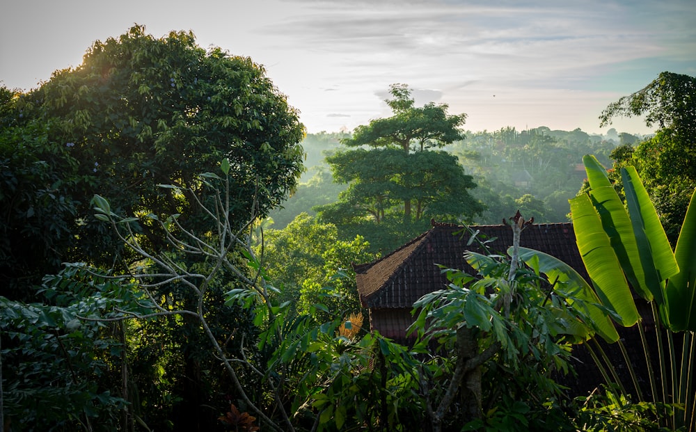 green trees near brown brick house during daytime