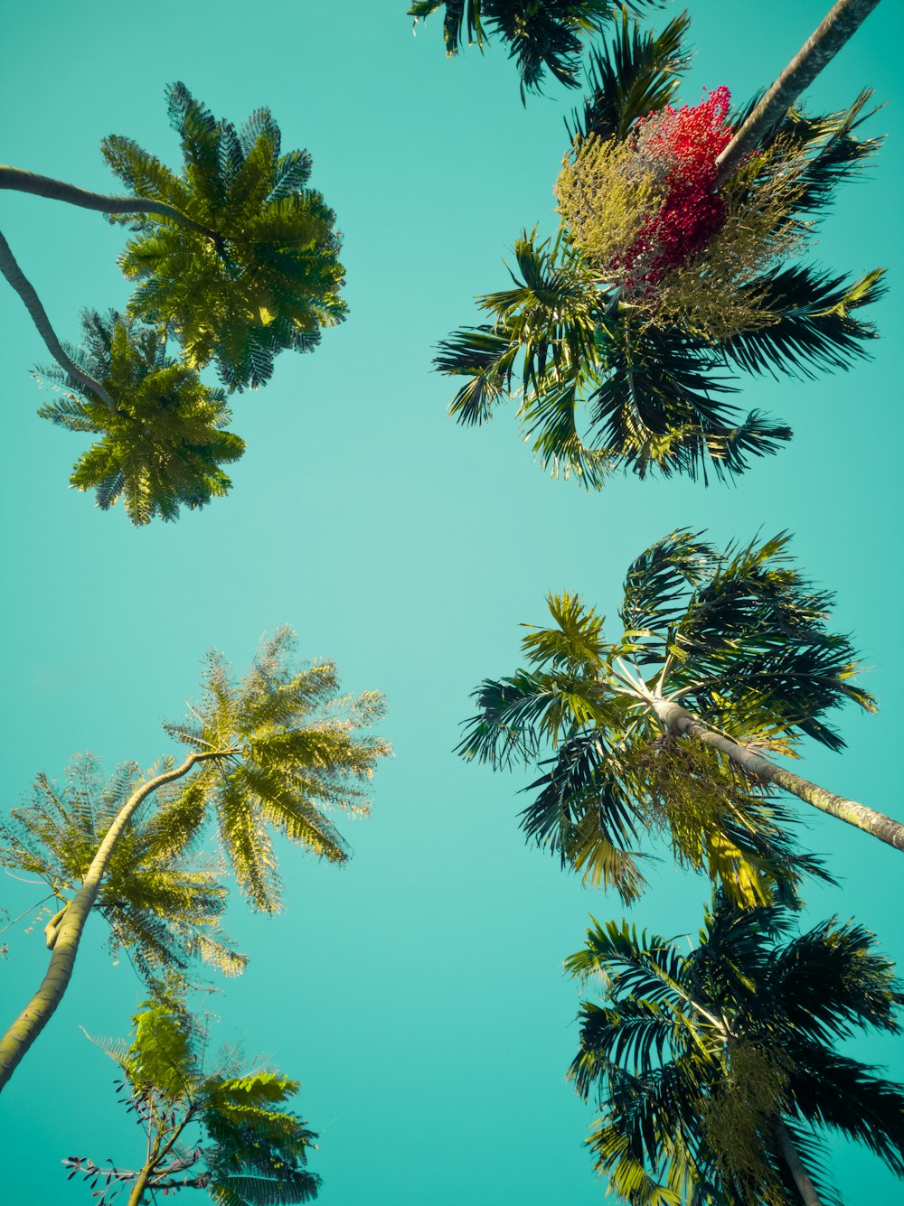 green palm tree under blue sky during daytime