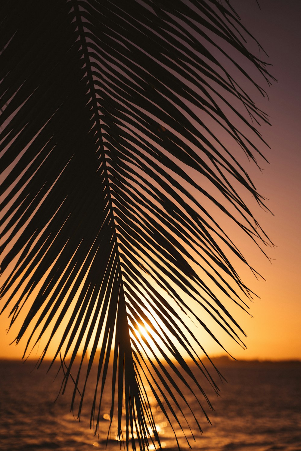 Silueta de la palmera durante la puesta del sol