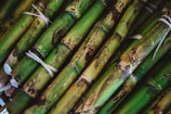 Bundles of sugarcane are tightly tied together with string. The stalks display a mixture of green, brown, and yellow hues, with natural blemishes and spots indicating their organic nature.