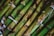 Bundles of sugarcane are tightly tied together with string. The stalks display a mixture of green, brown, and yellow hues, with natural blemishes and spots indicating their organic nature.