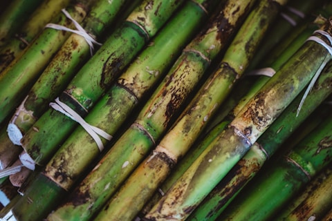 Bundles of sugarcane are tightly tied together with string. The stalks display a mixture of green, brown, and yellow hues, with natural blemishes and spots indicating their organic nature.