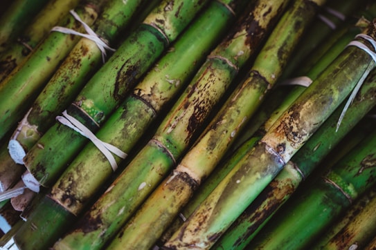 Bundles of sugarcane are tightly tied together with string. The stalks display a mixture of green, brown, and yellow hues, with natural blemishes and spots indicating their organic nature.