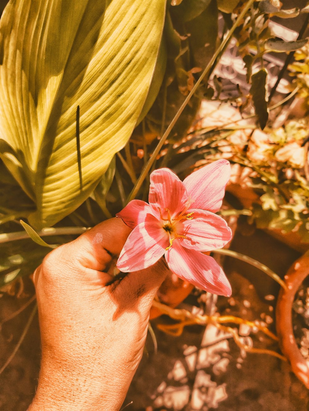 person holding pink flower during daytime