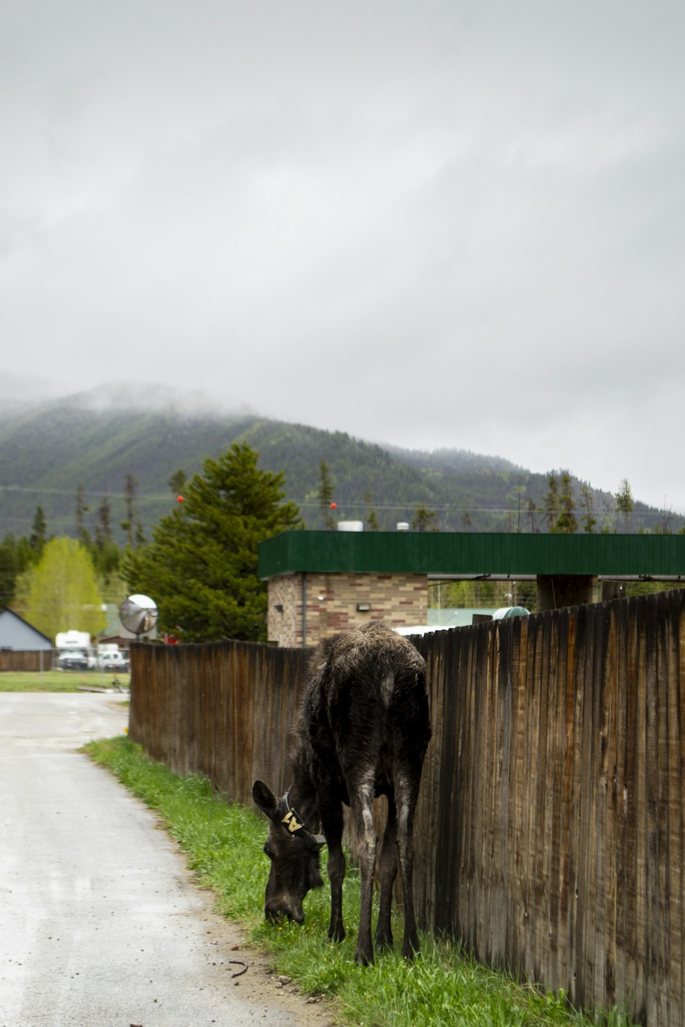 Una vaca negra comiendo hierba junto a una cerca