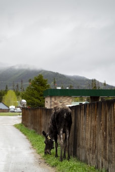 A moose is grazing next to a wooden fence along a paved road. The background features a building with a brick facade and a green roof, set amidst a landscape of trees and mist-covered mountains. The scene is overcast and wet, suggesting recent rainfall, with overcast skies.