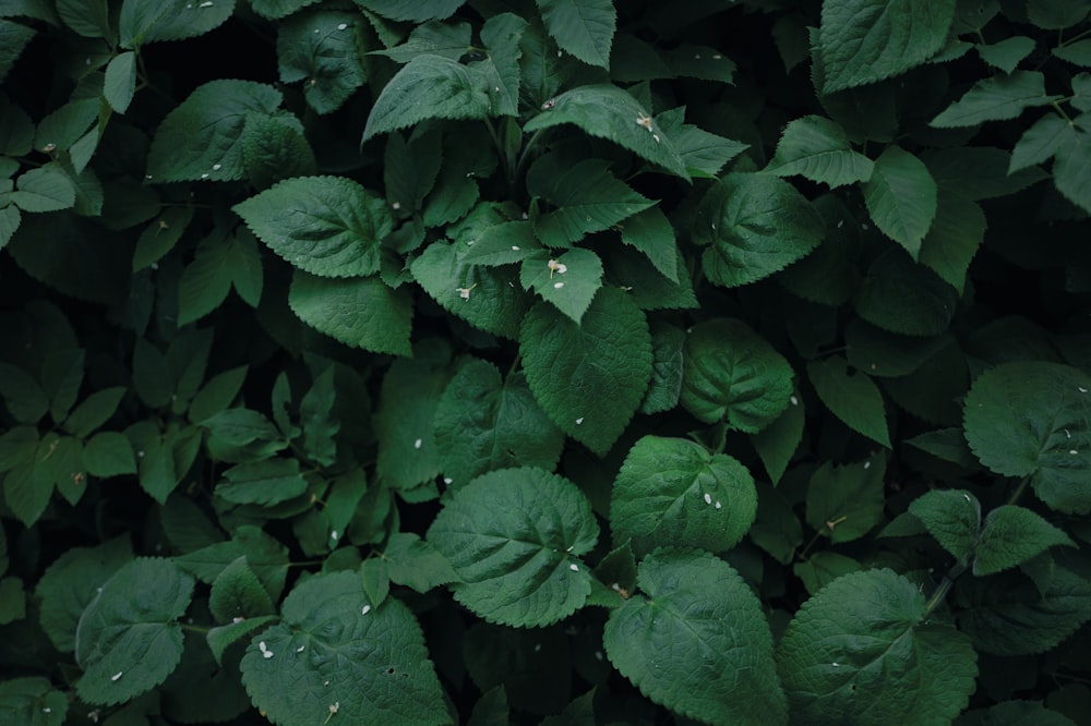 green leaves with water droplets