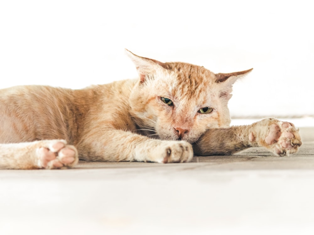 orange tabby cat lying on white floor