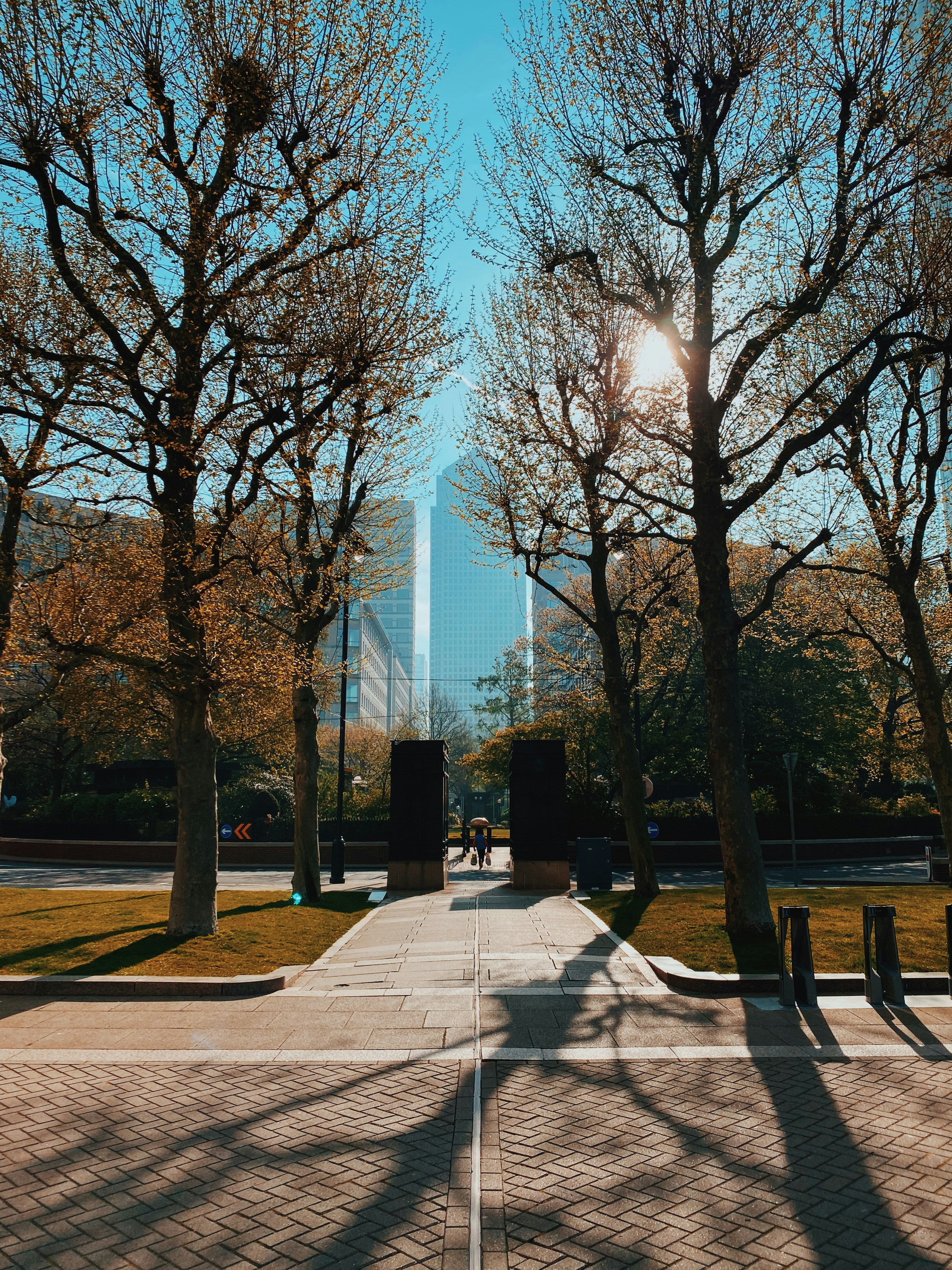 brown trees on park during daytime