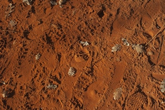 Close-up of Yowie footprints in the dusty red soil, with wild grasses nearby.