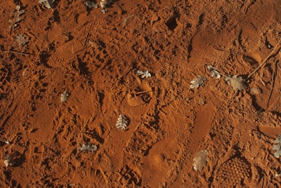Close-up of Yowie footprints in the dusty red soil, with wild grasses nearby.