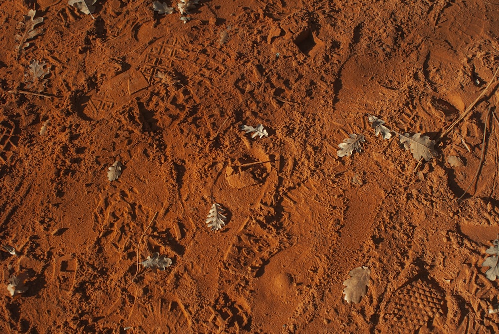 brown and gray rocks during daytime