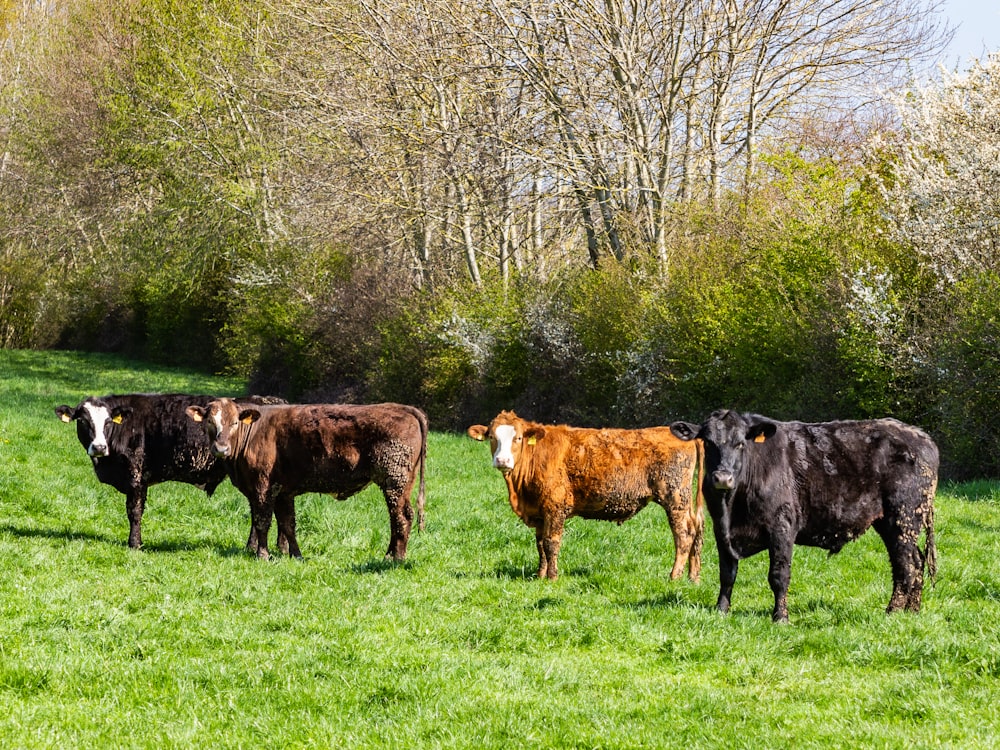 Schwarze und braune Kuh tagsüber auf grünem Grasfeld