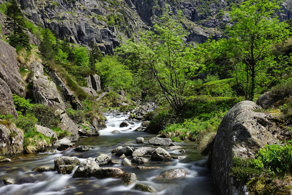 a river running through a lush green forest