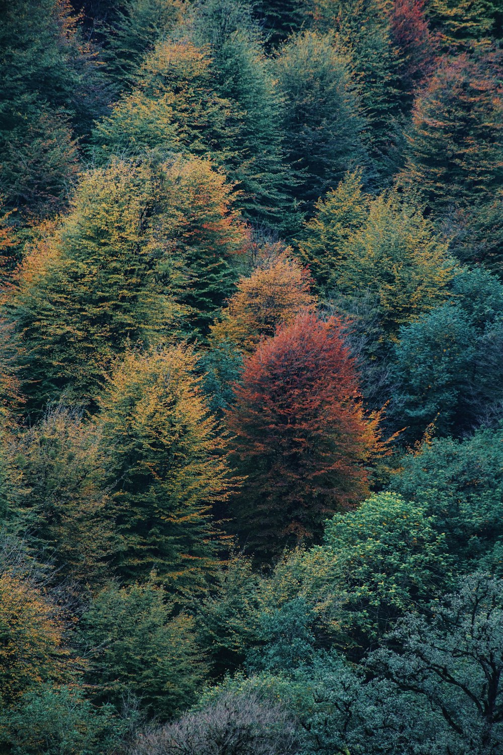 green and orange trees during daytime