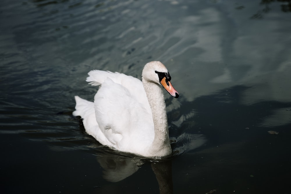 white swan on water during daytime