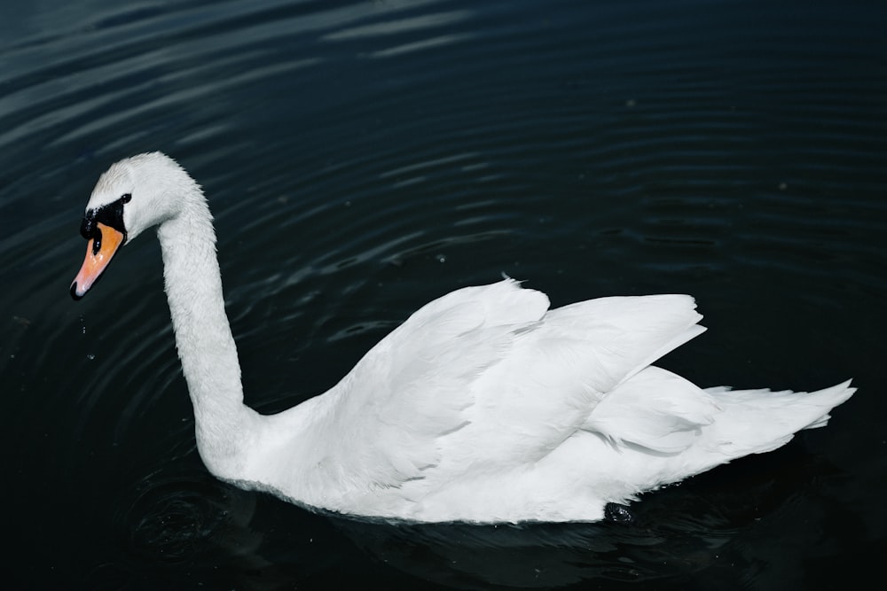 white swan on water during daytime