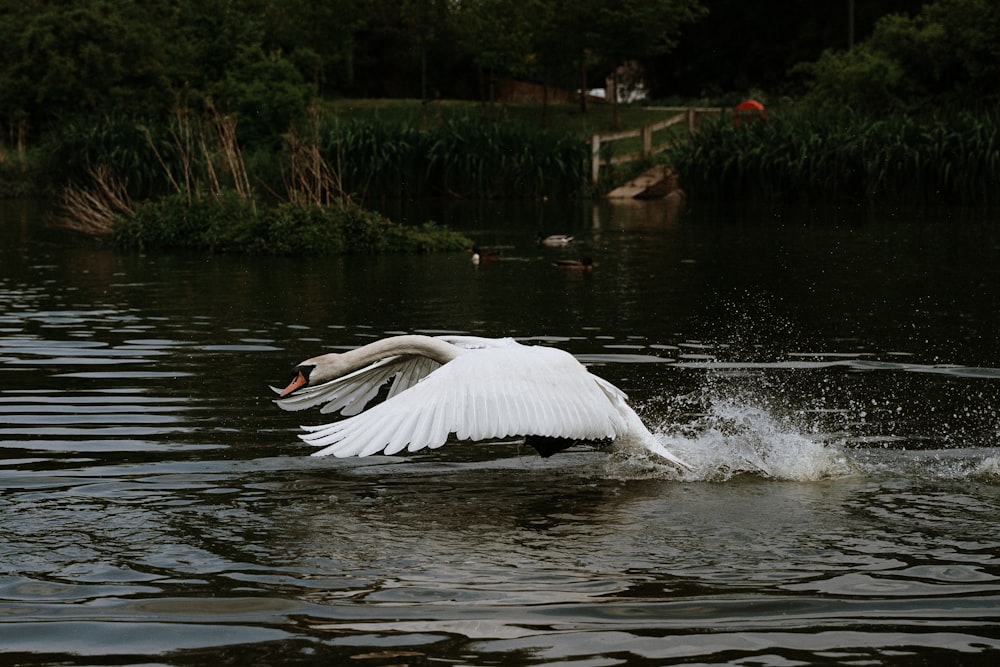pelicano branco na água durante o dia