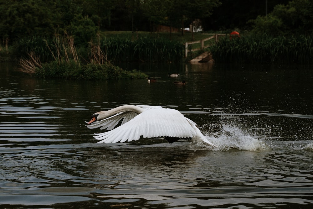 white pelican on water during daytime