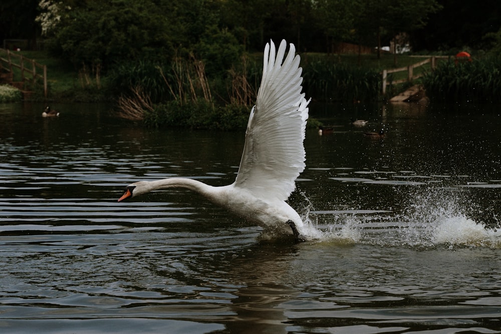 white swan on water during daytime