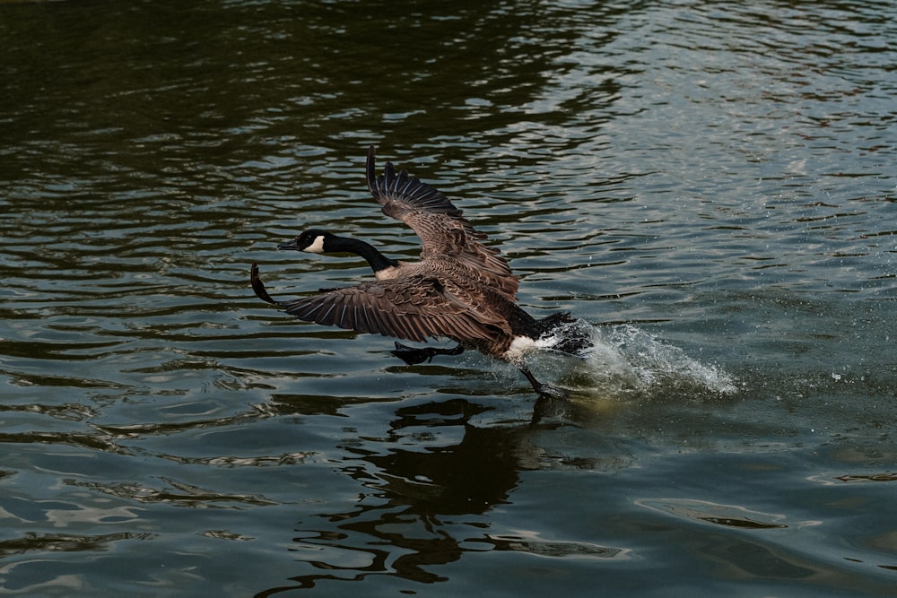 brown duck on water during daytime